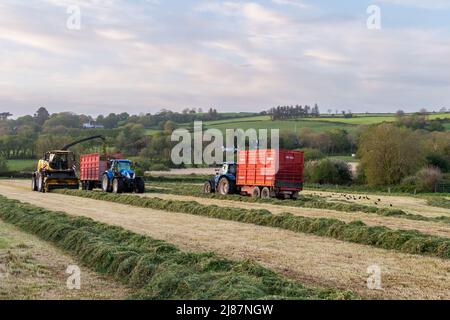 Rathclaran, West Cork, Irlande. 13th mai 2022. Alors que le soleil se couche et que la lune se lève, Patrick O'Donovan, un entrepreneur basé à West Cork, utilise une moissonneuse New Holland FR550 pour collecter de l'ensilage pour le producteur laitier Declan O'Donovan dans sa ferme près de Rathclaran, West Cork. Declan laitait 100 vaches et espère que 3 coupes d'ensilage seront effectuées cette année. Crédit : AG News/Alay Live News Banque D'Images