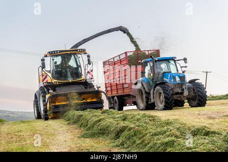 Rathclaran, West Cork, Irlande. 13th mai 2022. Alors que le soleil se couche et que la lune se lève, Patrick O'Donovan, un entrepreneur basé à West Cork, utilise une moissonneuse New Holland FR550 pour collecter de l'ensilage pour le producteur laitier Declan O'Donovan dans sa ferme près de Rathclaran, West Cork. Declan laitait 100 vaches et espère que 3 coupes d'ensilage seront effectuées cette année. Crédit : AG News/Alay Live News Banque D'Images