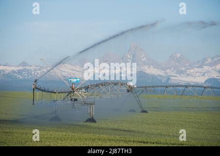 Les arroseurs à pivot central irriguent une culture de blé avec Teton Range en arrière-plan, Ashton, comté de Fremont, Idaho, États-Unis Banque D'Images