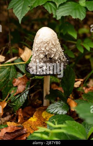 Gros plan d'un champignon à capuchon blanc dans une forêt, probablement un capuchon d'inkcap (Coprinus comatus), entouré d'herbes vertes et d'autres plantes, Allemagne Banque D'Images