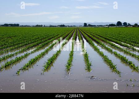 Une nouvelle culture de maïs est irriguée par inondation à Lewisville, Idaho, États-Unis Banque D'Images