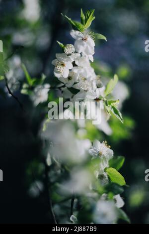 Blanc lilas fleurs arrière-plan outdors Banque D'Images