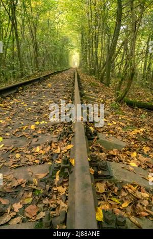 Tunnel de l'Amour en Ukraine d'été. Région de Rivne. Chemin de fer dans la forêt dense à feuilles caduques Banque D'Images