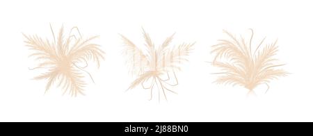 Herbe de pampas sèche. Ensemble de bouquets de mariage. cortaderia beige de style boho. Fleurs vectorielles isolées sur fond blanc. Éléments tendance pour Illustration de Vecteur