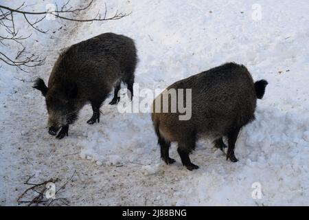 Deux sangliers fourragent pour se nourrir sur un sol recouvert de neige. Banque D'Images