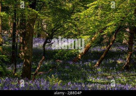 Magnifiques tapis vibrants d'avril bluecloches printemps dans le bois d'Arlington sur le bas weald East Sussex sud-est Angleterre Royaume-Uni Banque D'Images