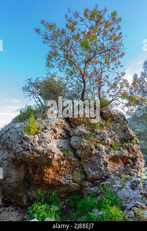 Arbre et racines qui poussent de force à travers la roche et la scinde. Gargano, province de Foggia, Italie, Puglia, Europe Banque D'Images