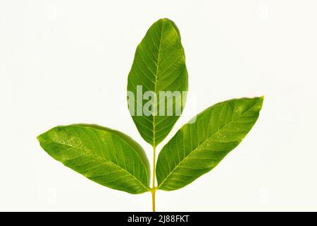 Fruits ovaires verts de noix sur un arbre Banque D'Images