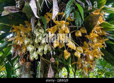 L'orchidée de Stanhopea fleurit en pleine floraison. Colombie, Amérique du Sud. Banque D'Images