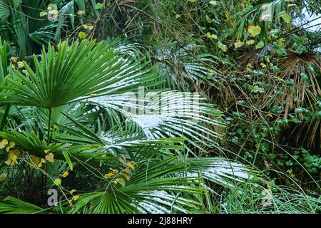 Forêt subtropicale avec un éventail de palmiers dans la neige. Sous-croissance boisée-herbacée Banque D'Images