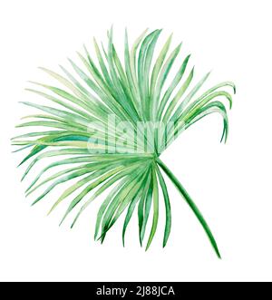 Aquarelle washingtonia branche de paume avec feuille. Illustration botanique du feuillage vert tropical sur fond isolé. Jungle végétation pour cartes et Banque D'Images