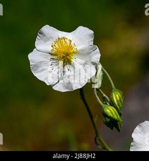 White Rock-rose (Helianthemum apenninum), Provence, Sud de France, France, Europe Banque D'Images