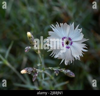 Gros plan des fleurs roses de Dianthus Chinensis. Kit jardin botanique, Karlsruhe, Bade-Wurtemberg, Allemagne Banque D'Images