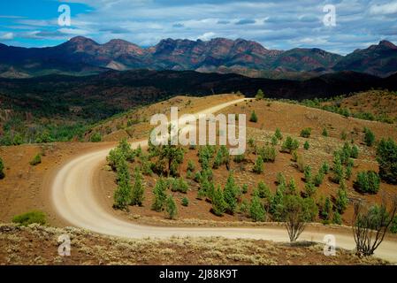 Observation de Razorback dans le parc national d'Ikara-Flinders Ranges - Australie Banque D'Images