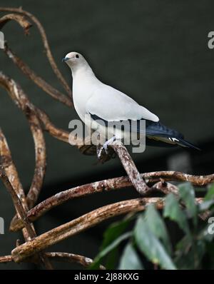 Pied Imperial Pigeon (Ducula bicolor), adulte, assis sur une branche Banque D'Images