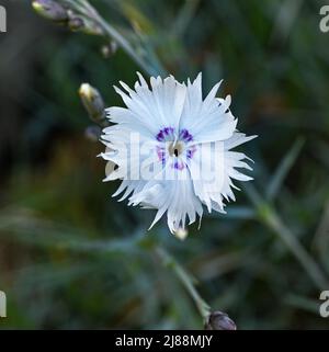 Gros plan des fleurs roses de Dianthus Chinensis. Kit jardin botanique, Karlsruhe, Bade-Wurtemberg, Allemagne Banque D'Images