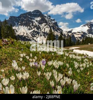 im Frühling sprießen Krokusse und grünes gras, sobald der Schnee geschmolzen ist. Kokus in der Nähe des Körbersee mit gezuckerten Bergen, Mohnenfluh Banque D'Images