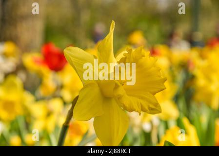 Julianadorp, Nederland, avril 2022. Gros plan van verschillende bloeiende bloemen. Photo de haute qualité Banque D'Images