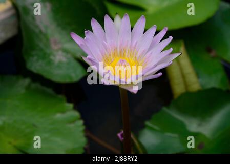 Nénuphar fond rose de coussins de nénuphar verts Banque D'Images
