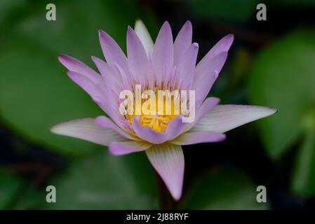 Nénuphar rose jaune centre sur un tapis vert de nénuphar Banque D'Images