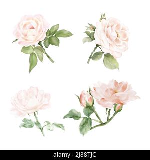 Ensemble de bouquet de roses et de feuilles aquarelle. Arrangements vectoriels pour le concept de mariage, carte de voeux ou conception d'invitation avec collection de fleurs roses a Illustration de Vecteur