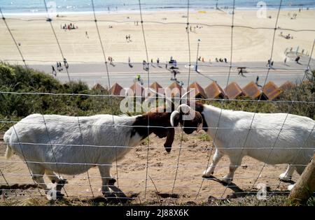 Chèvres sur la falaise surplombant la plage de Bournemouth à Dorset. Les températures s'échauffent pour le week-end, car la plupart des Britanniques peuvent s'attendre à être baignés de soleil. Cependant, le Bureau met a averti qu'un samedi ensoleillé, qui serait idéal pour un barbecue, pourrait être suivi par de fortes pluies et des orages. Date de la photo: Samedi 14 mai 2022. Banque D'Images