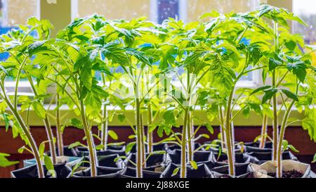 Plants de tomates préparés pour la plantation dans le sol. Gros plan sur la plantation de tomates au printemps Banque D'Images