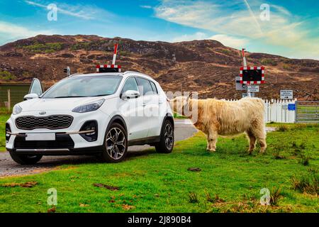 Mignonne vache des hautes terres, Hielan coo erre librement et regarde de plus près la voiture dans le village de Plockton, une partie de la côte nord 500, Highlands, Écosse Banque D'Images