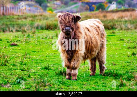 Mignonne vache rouge des hautes terres Hielan coo rôde librement dans le village de Plockton, une partie de la côte nord 500, Highlands, Écosse Banque D'Images