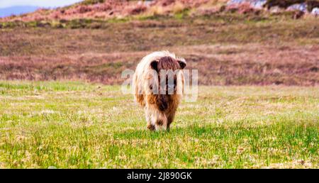 La jolie vache rouge des hautes terres, Hielan coo, rôde gratuitement dans le village de Plockton, une partie de la côte nord 500, Highlands, Écosse Banque D'Images