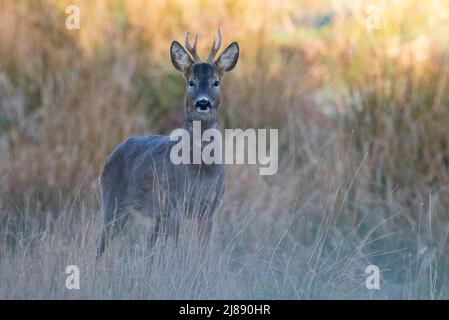 Homme/ Buck Chevreuil Capreolus capreolus dans un champ arable Yorkshire Angleterre UK Banque D'Images