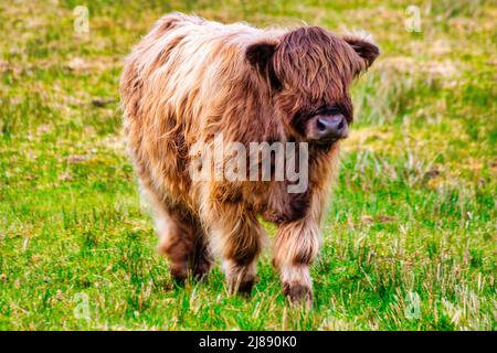 La jolie vache rouge des hautes terres, Hielan coo, rôde gratuitement dans le village de Plockton, une partie de la côte nord 500, Highlands, Écosse Banque D'Images