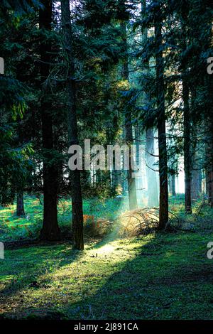 Des rayons de soleil traversent la végétation luxuriante d'une forêt Banque D'Images