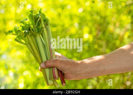 rhubarbe, nourriture biologique végétarienne. boutures fraîches mûres juteuses à la main. Mise au point sélective. Banque D'Images