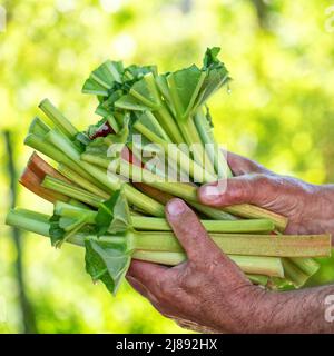 rhubarbe, nourriture biologique végétarienne. boutures fraîches mûres juteuses à la main. Mise au point sélective. Banque D'Images