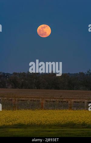 Rose Supermoon en avril 2022 Banque D'Images