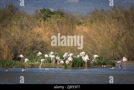 Flamants roses repérés à Aiguamolls de l'Emporda, Catalogne Banque D'Images