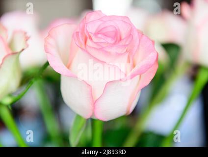 Gros plan de roses roses roses bouquet de fleurs artificielles Banque D'Images