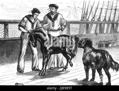 'À bord du Serapis : le poney et le Thibet Mastiff', c1891. Tiré de "Cassell's Illustrated History of India vol. II", par James Grant. [Cassell Petter & amp ; Galpin, Londres, Paris et New York]