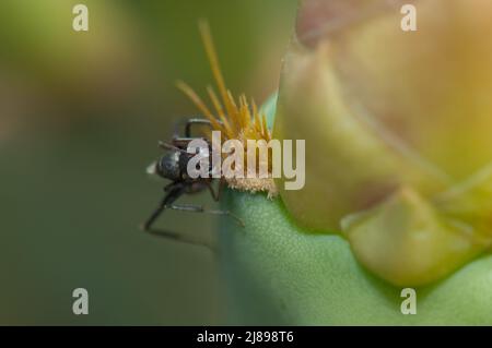 Carpenter ant Camponotus sericeus se nourrissant d'une poire épineuse Opuntia sp. Parc national de Langue de Barbarie. Gandiol. Saint-Louis. Sénégal. Banque D'Images