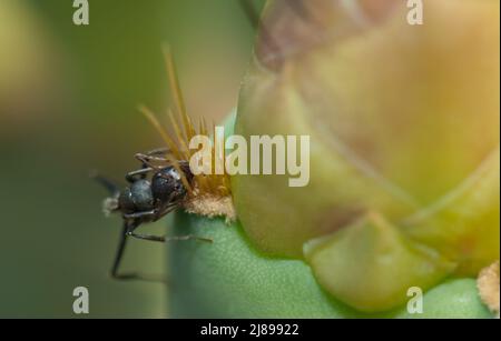 Carpenter ant Camponotus sericeus se nourrissant d'une poire épineuse Opuntia sp. Parc national de Langue de Barbarie. Gandiol. Saint-Louis. Sénégal. Banque D'Images
