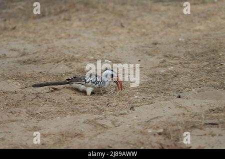 Charme à bec rouge du Nord Tockus erythrorhynchus kempi à la recherche de nourriture. Parc national de Langue de Barbarie. Saint-Louis. Sénégal. Banque D'Images