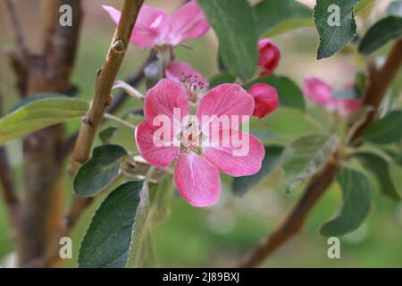 Fleur de pomme rose foncé d'un nouveau cultivar à charnues rouges au printemps. Banque D'Images