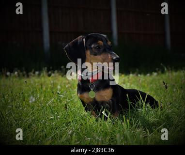 Petit chien de Dachshund attentif. Banque D'Images