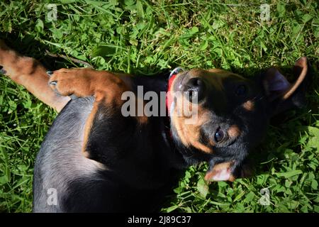 Dachshund ludique, Dachshund Puppy On IT's Back Banque D'Images