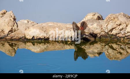 Eau potable à la cire à chetée noire au trou d'eau du parc transfrontier de Kgalagadi, Afrique du Sud; espèce famille d'Estrildidae Brunhilda erythronotos Banque D'Images