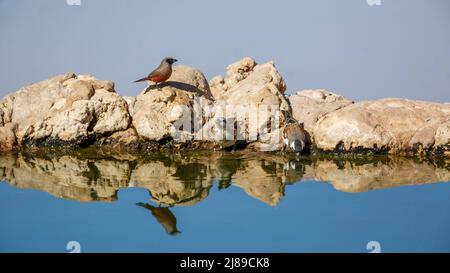 Cirbill à chetée noire et Cape Sparrow au trou d'eau du parc transfrontier de Kgalagadi, Afrique du Sud; espèce famille d'Estralida de Brunhilda erythronotos Banque D'Images