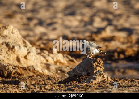 Gabar Goshawk debout sur le trou d'eau dans le parc transfrontier de Kgalagadi, Afrique du Sud; espèce famille des Accipitridae Micronisus gabar Banque D'Images