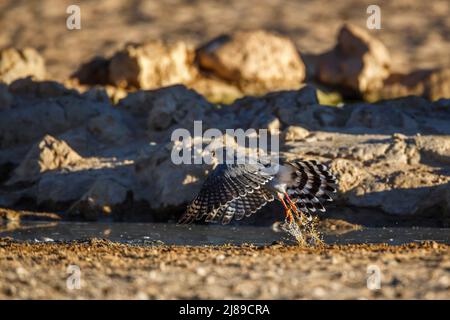 Gabar Goshawk survolant un trou d'eau dans le parc transfrontier de Kgalagadi, Afrique du Sud; espèce famille des Accipitridae Micronisus gabar Banque D'Images