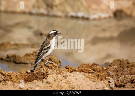 Bruant blanc Weaver dans le parc transfrontier de Kgalagadi, Afrique du Sud; espèce de la famille des Plocepasser mahali des Ploceidae Banque D'Images